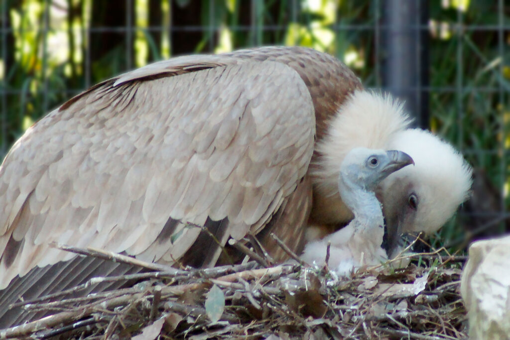 Parco Zoo Falconara nascita grifone