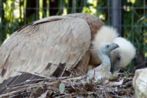 Parco Zoo Falconara nascita grifone