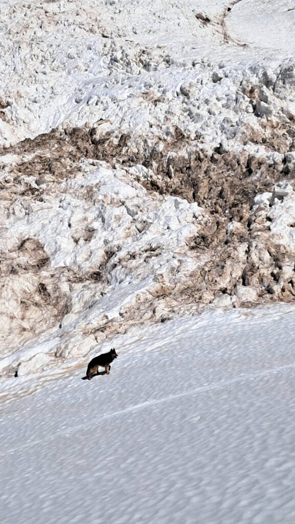 Valanga valle del Chiarino