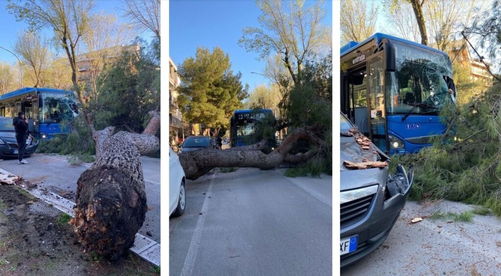 albero foggia