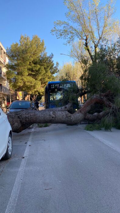 albero foggia