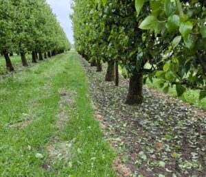 grandine emilia romagna