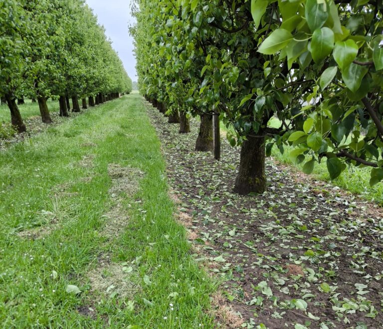 grandine emilia romagna