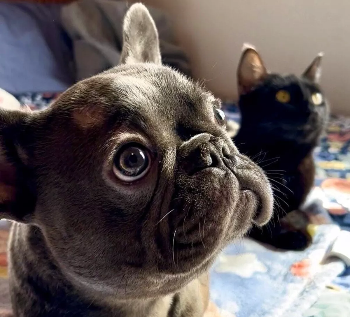 miracolo cane gatto