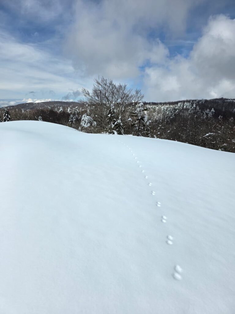 aspromonte neve 4 aprile 2026