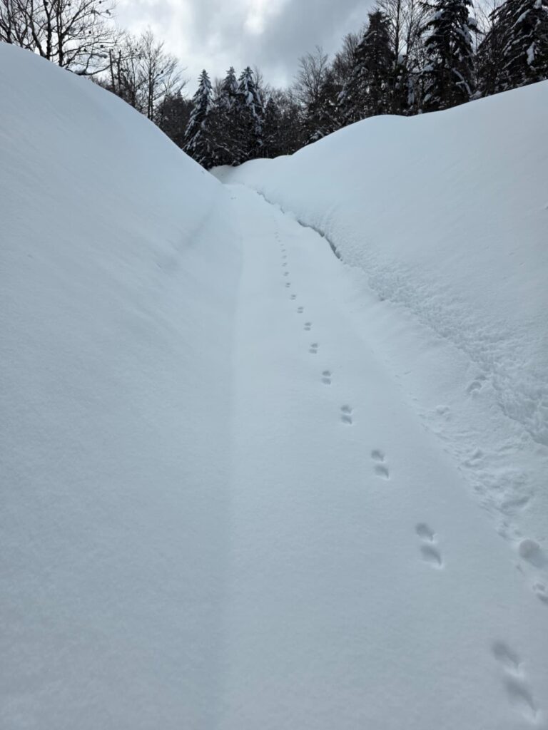 aspromonte neve 4 aprile 2026