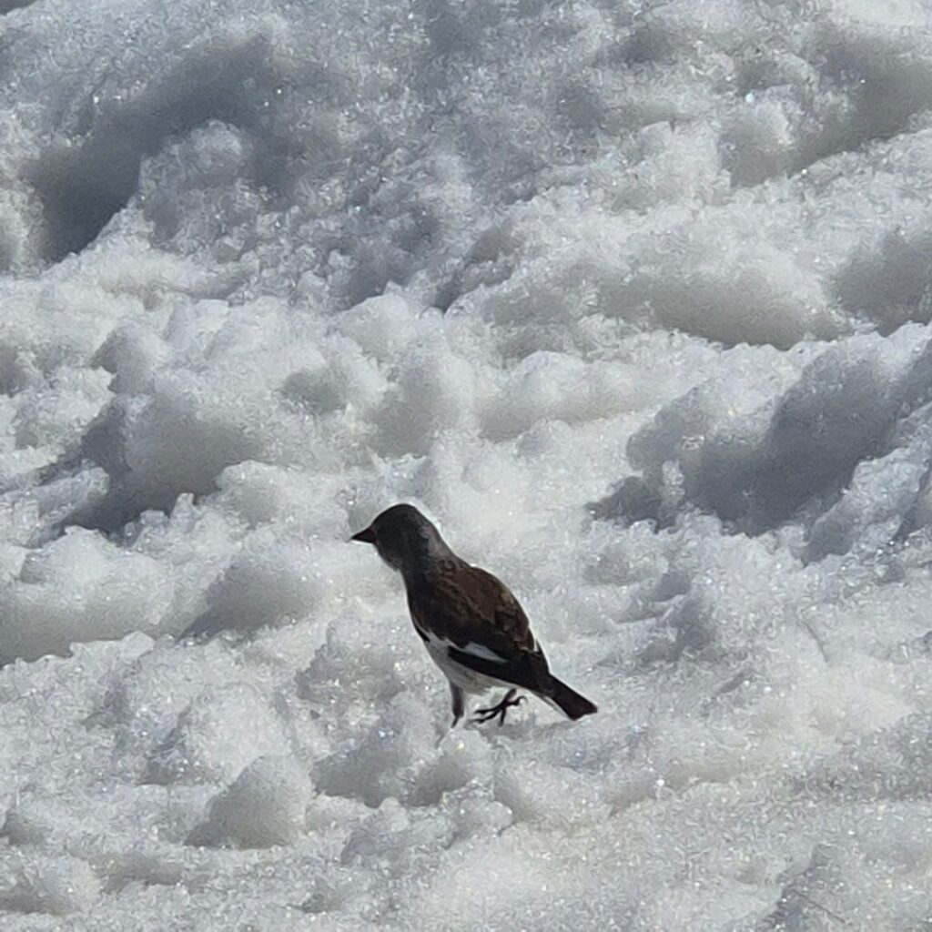 neve record campo imperatore abruzzo 10 aprile 2026