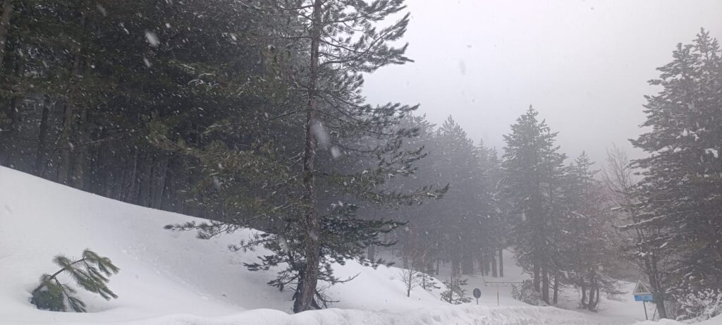 neve sila