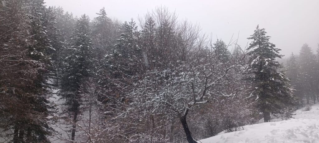 neve sila