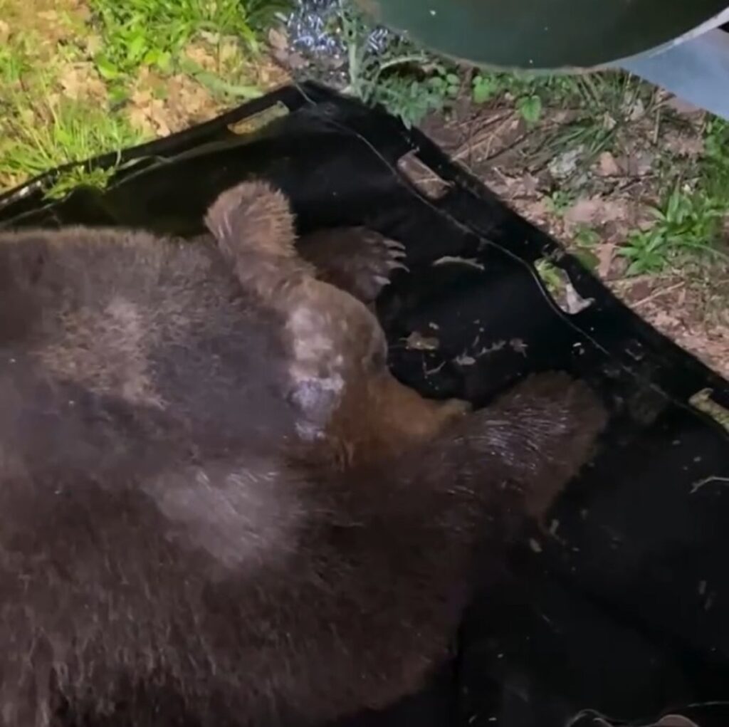 orso libero