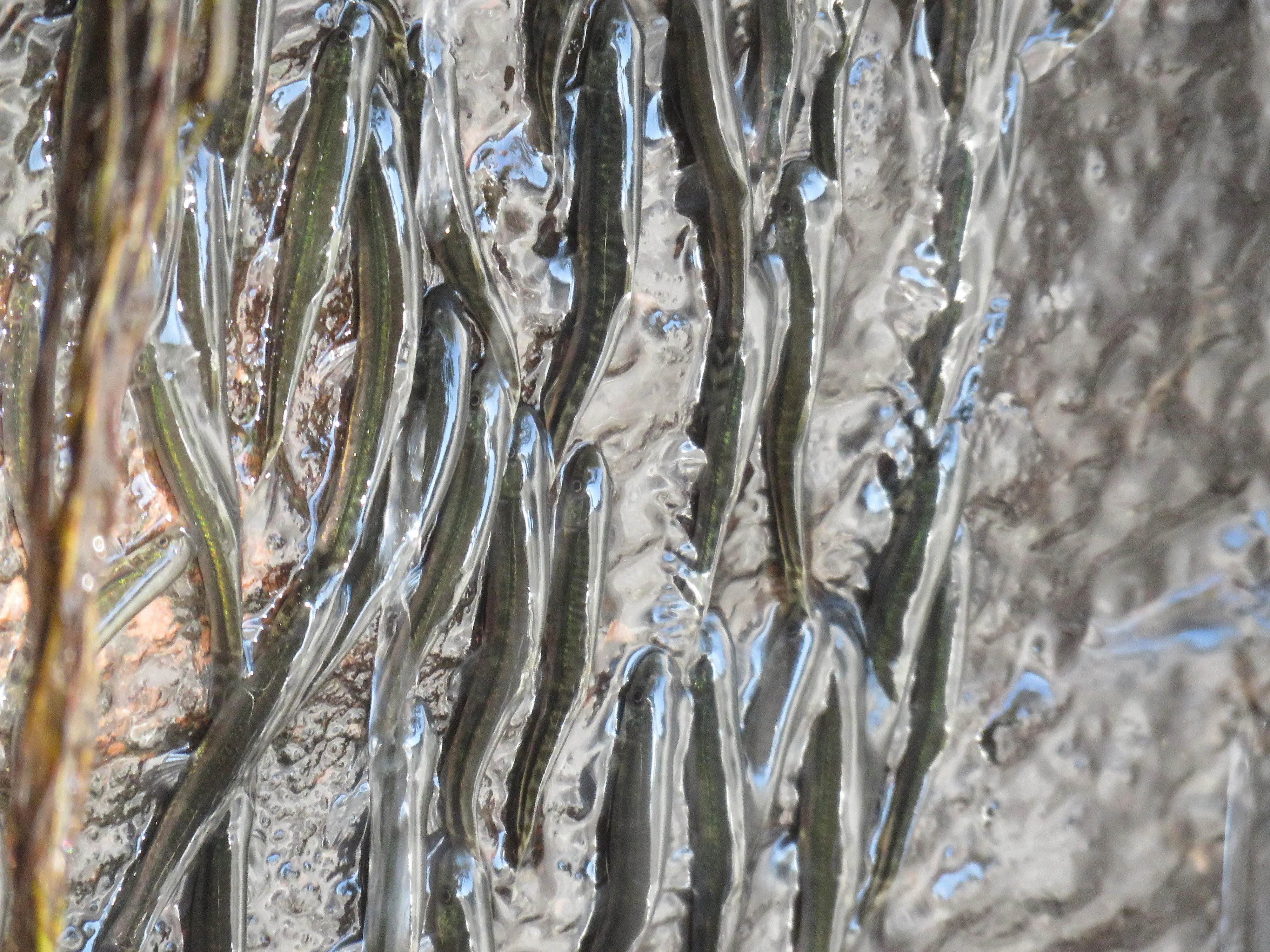 pesce arrampicatore congo 