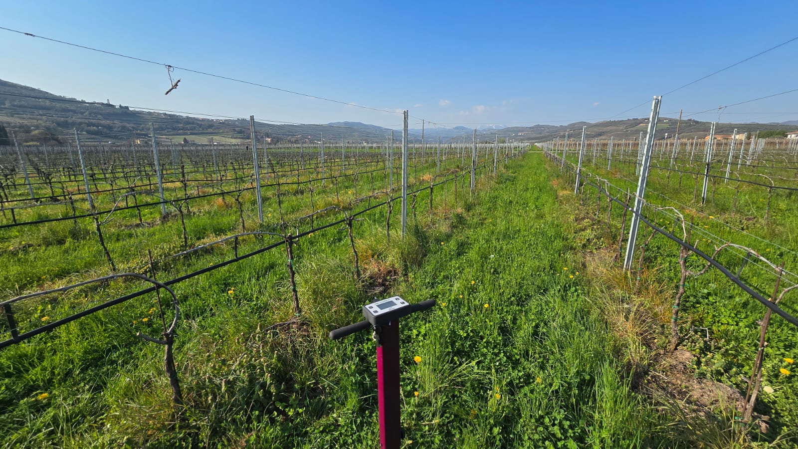 progetto grape viticoltura