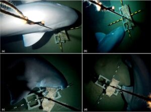 squali capopiatto Dohrn