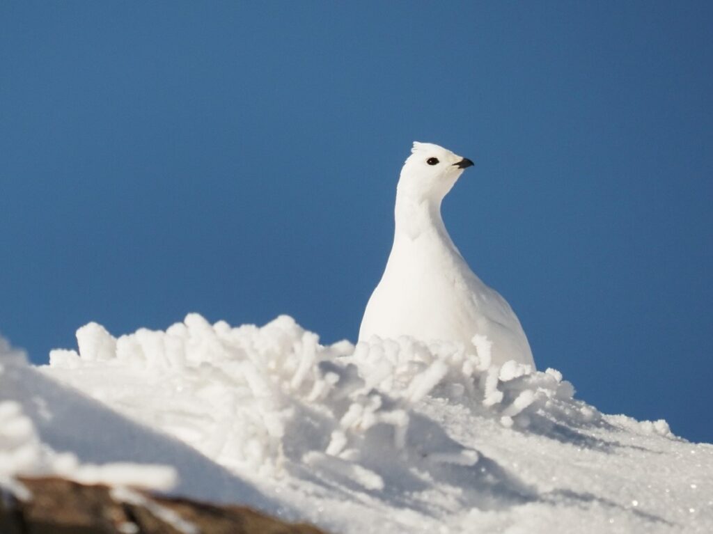 uccelli di montagna