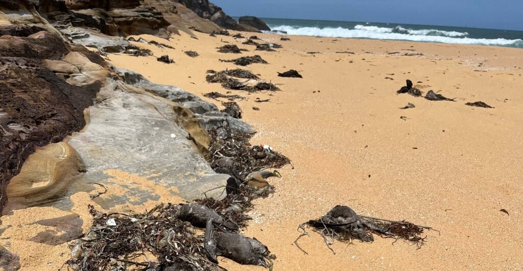 uccelli marini morti ondata calore marina