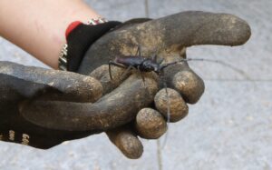 Esemplare maschio adulto di Cerambice della quercia recuperato dai ricercatori e poi trasferito nel Parco