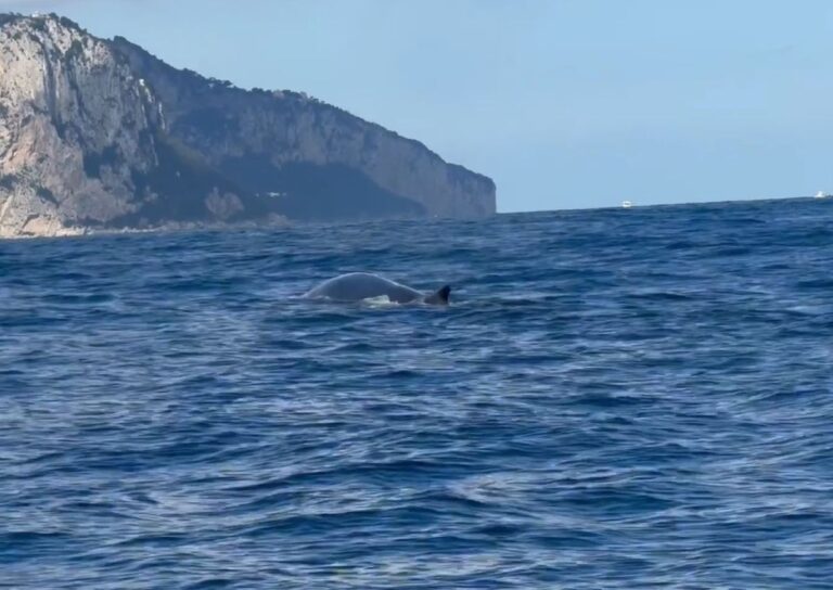 Balena