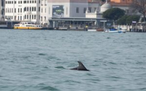 Delfino Venezia