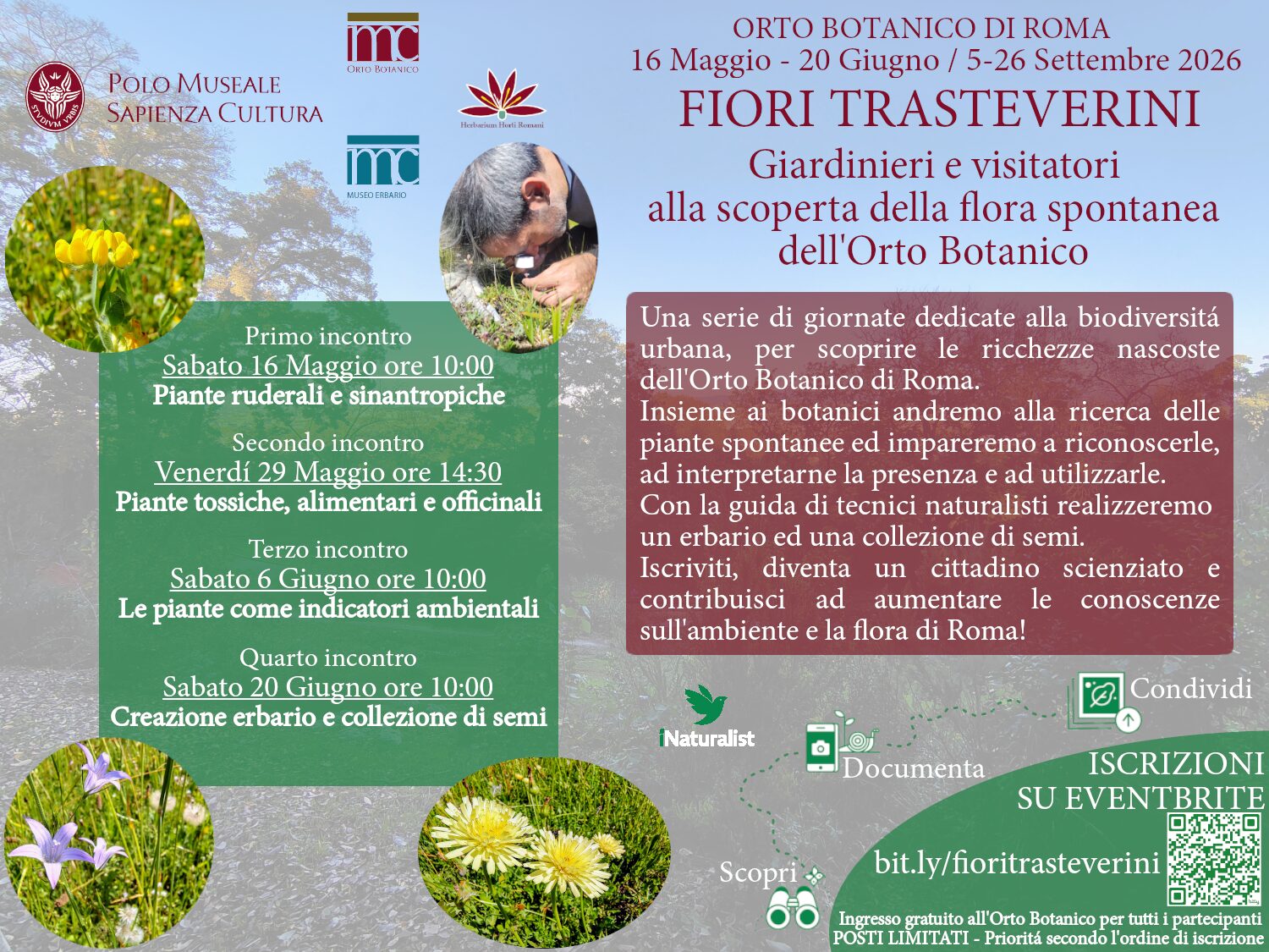 Fiori trasteverini