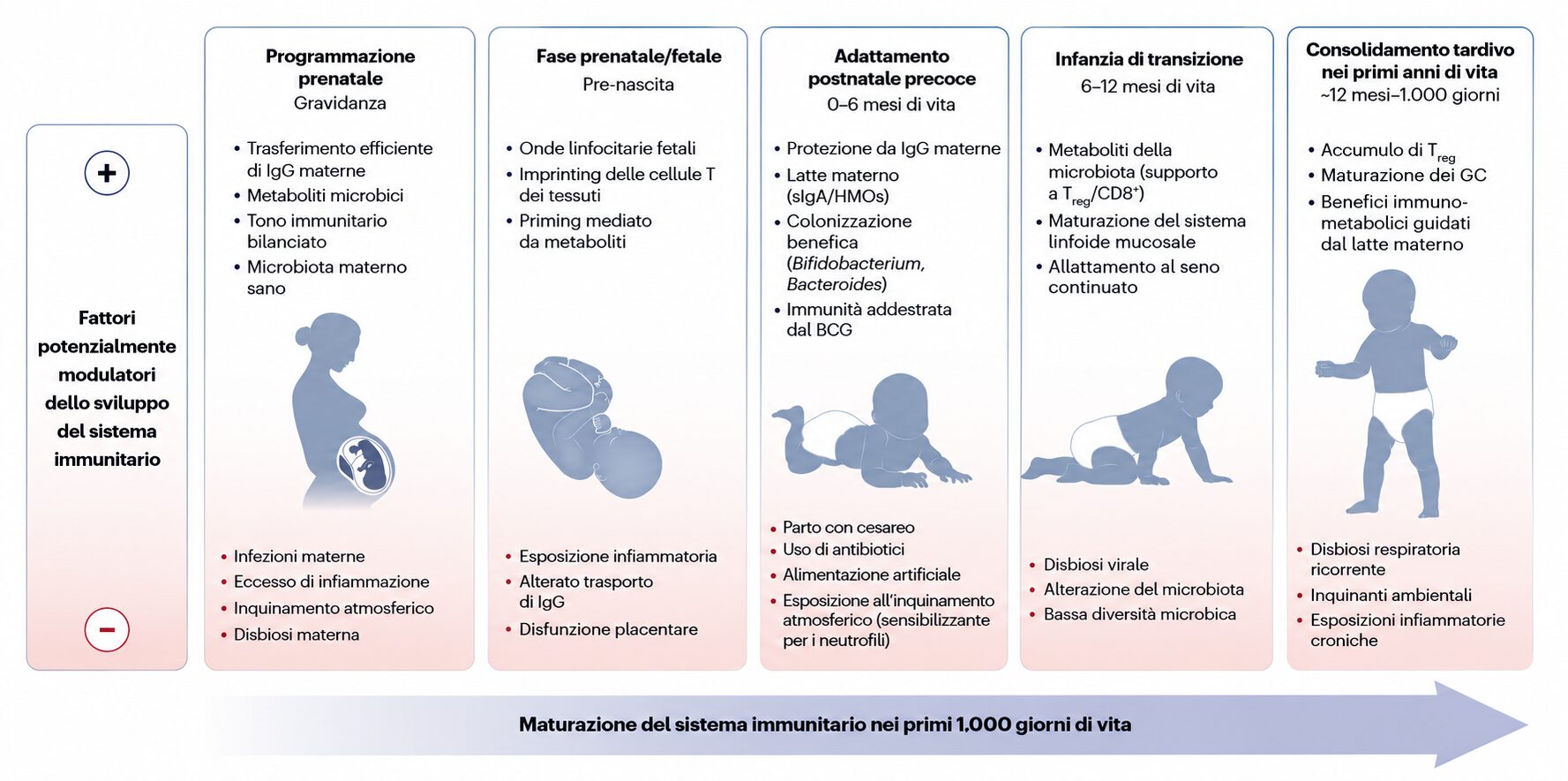 I primi 1000 giorni del sistema immunitario