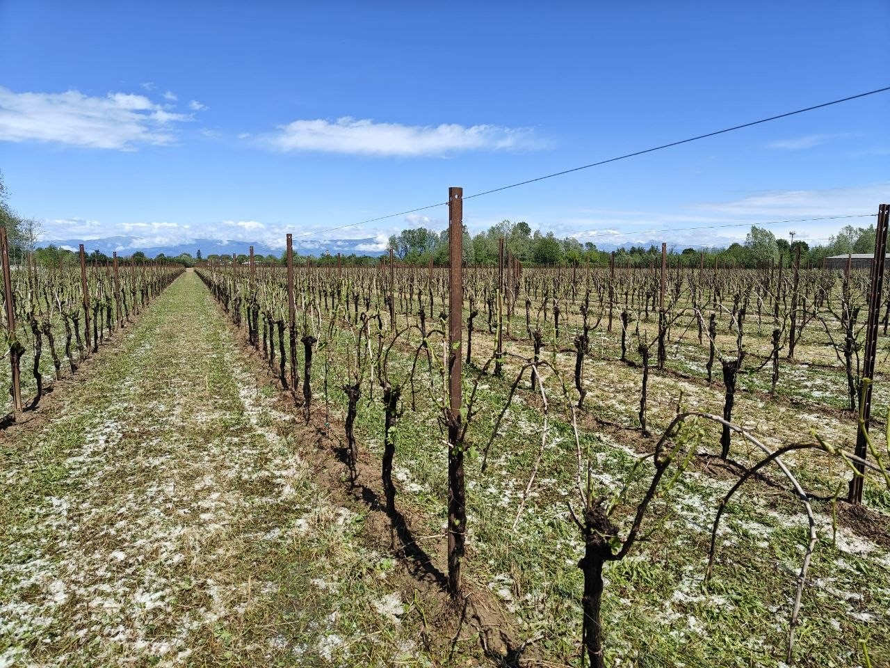 Maltempo Friuli vigneti grandine