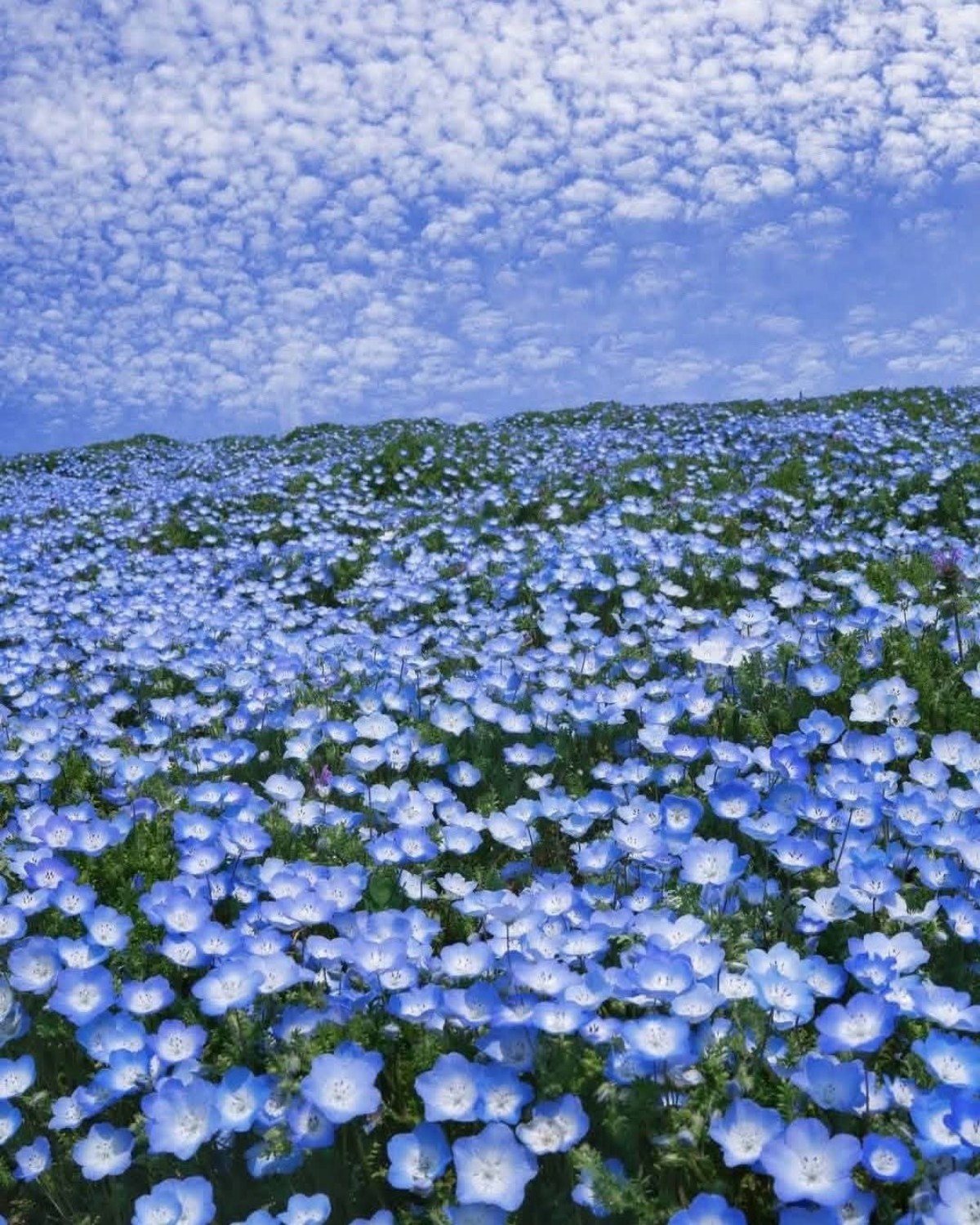 Nemophila Giappone Hitachi Seaside Park