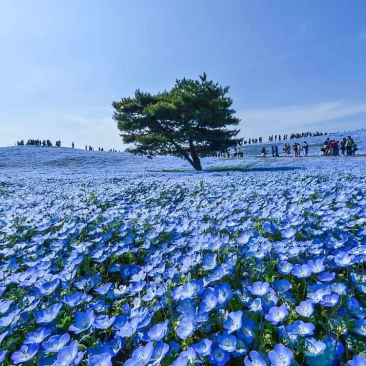 Nemophila Giappone maggio