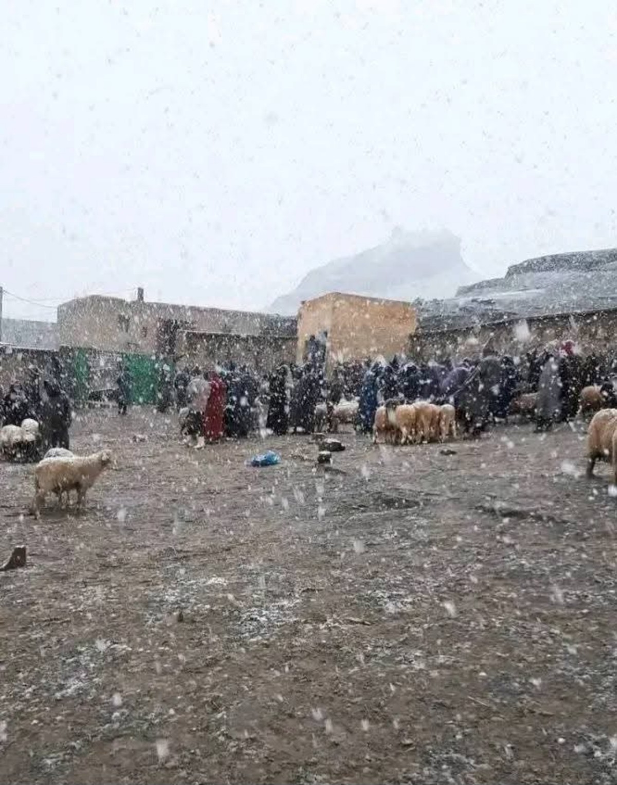 Neve nord Africa 16 maggio