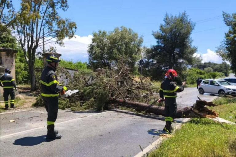 Pino secolare Ostuni