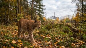 animali chernobyl