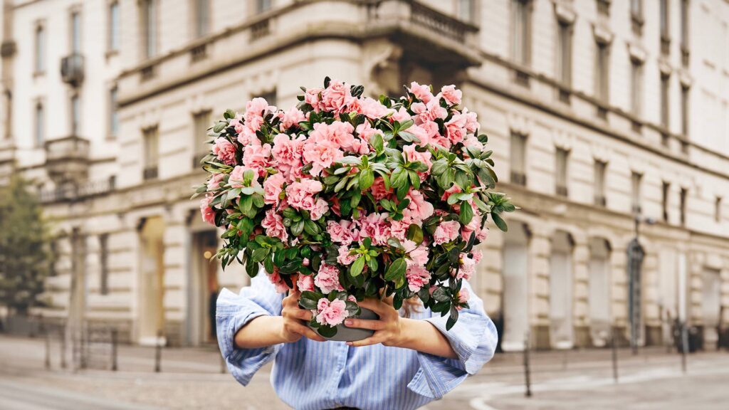azalea ricerca airc