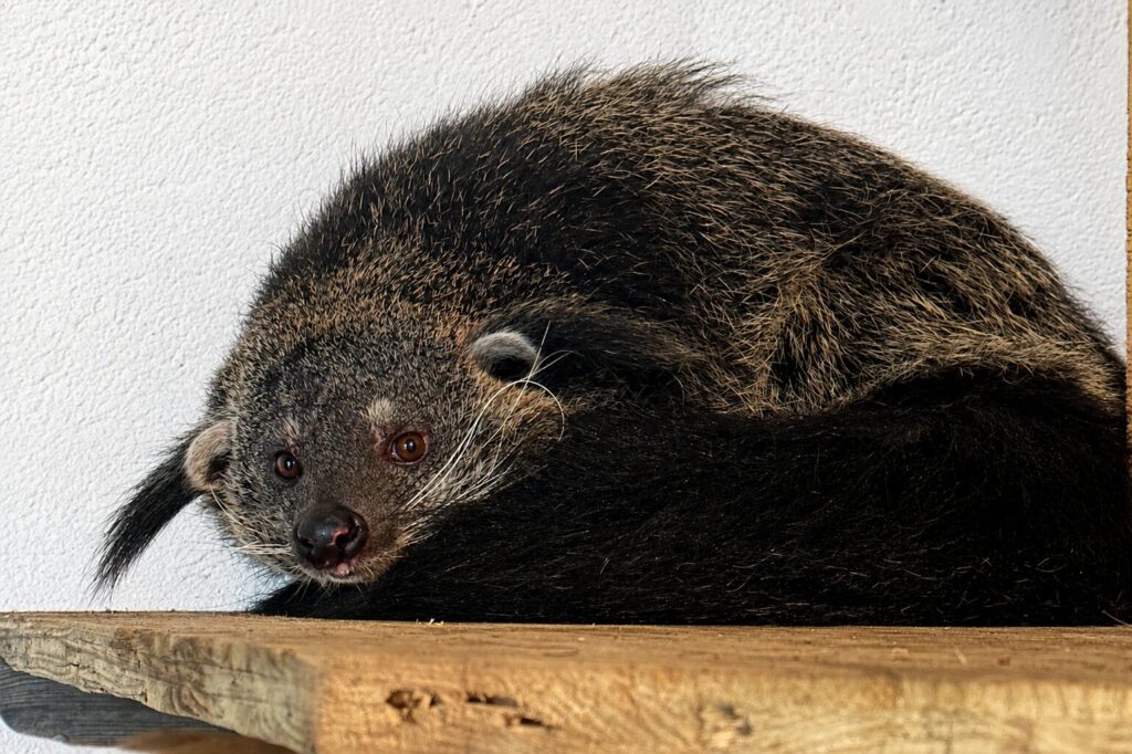 binturong