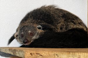 binturong