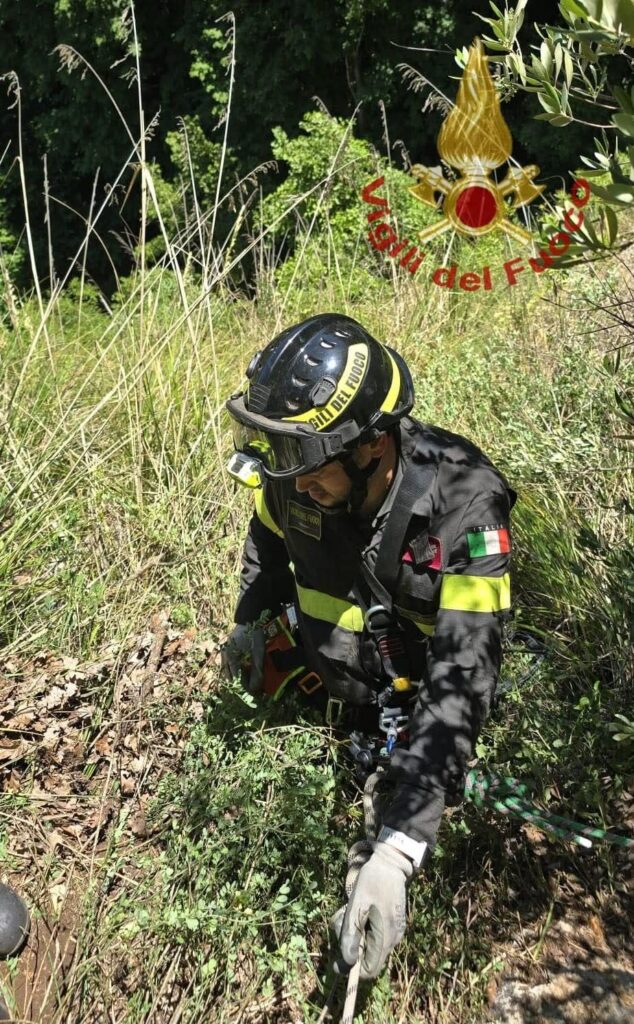 cane dirupo Domanico
