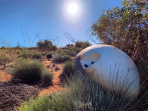 capsula varda