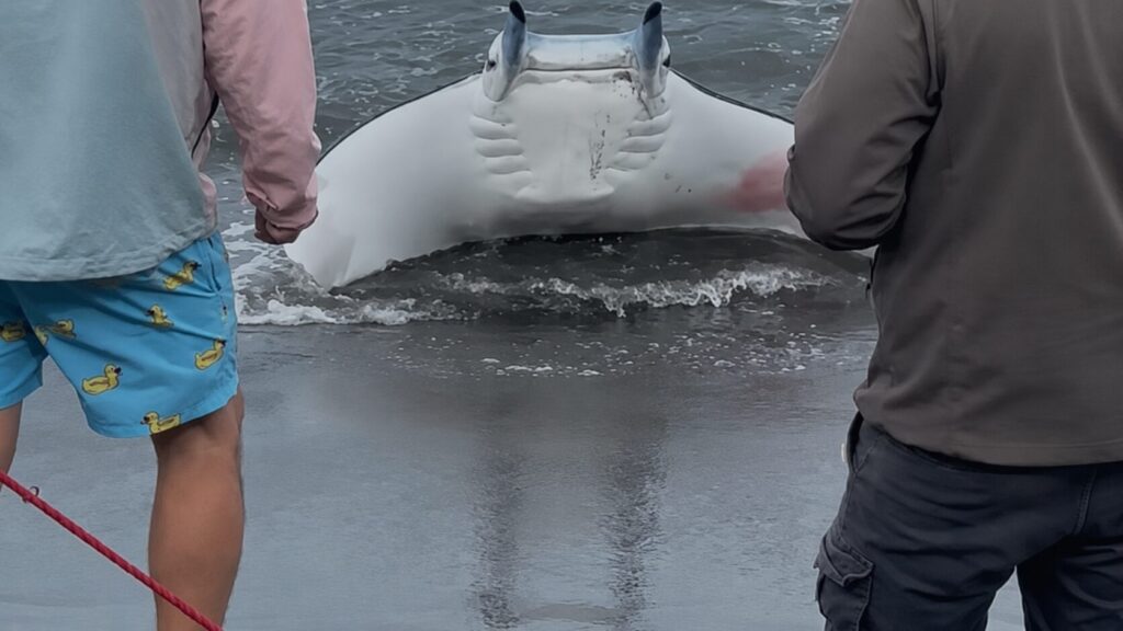 manta procida