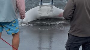 manta procida