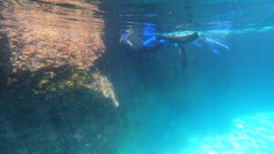 monitoraggio foca monaca punta campanella