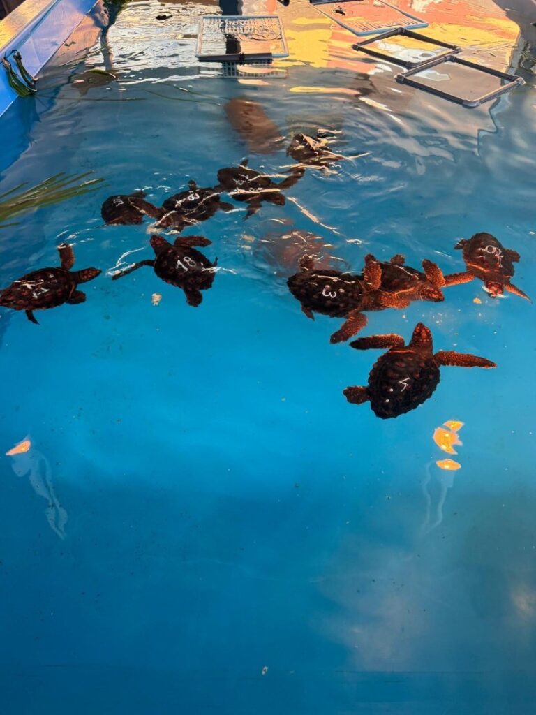 tartarughe ventotene