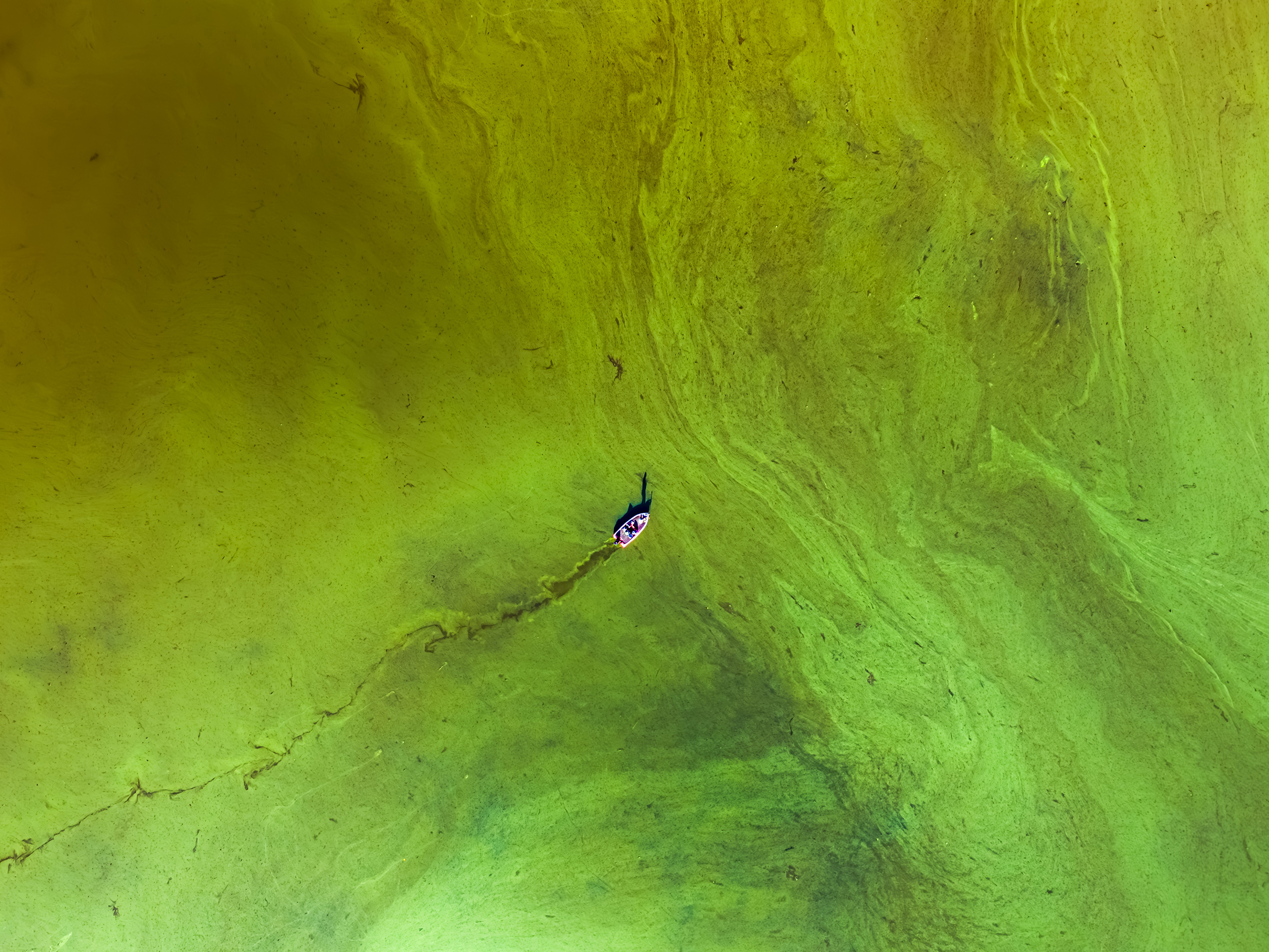 An aerial view of a lone boat making a track through the algae rich waters of a green lake.