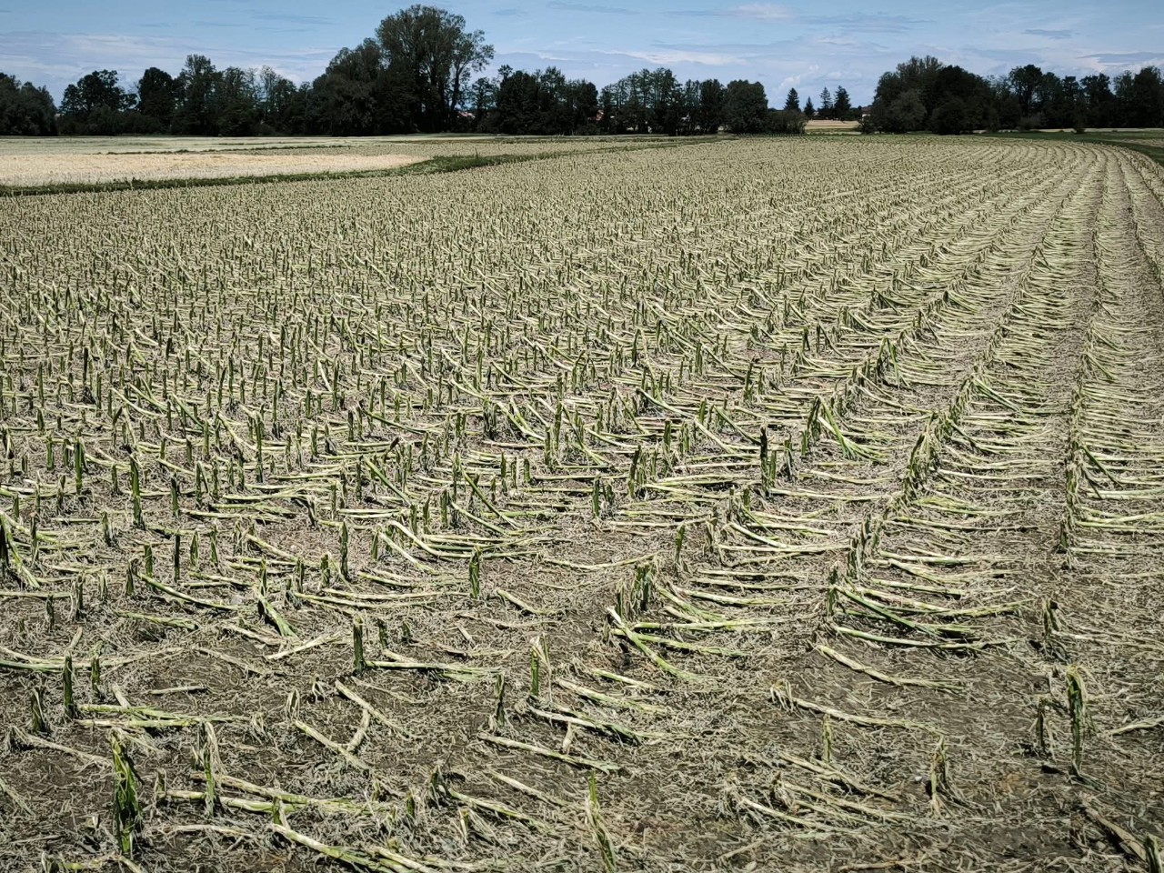 Campi di mais devastati dalla grandine in Slovenia 