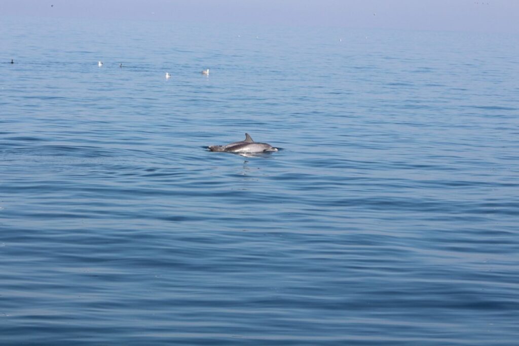 Delfini