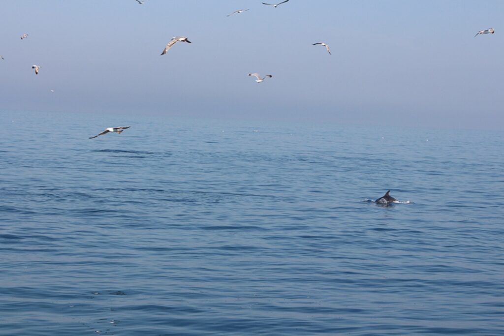 Delfini