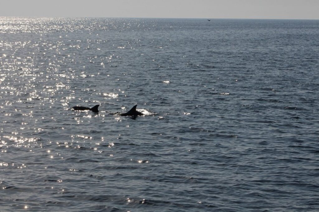 Delfini