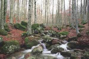 Foreste boschi