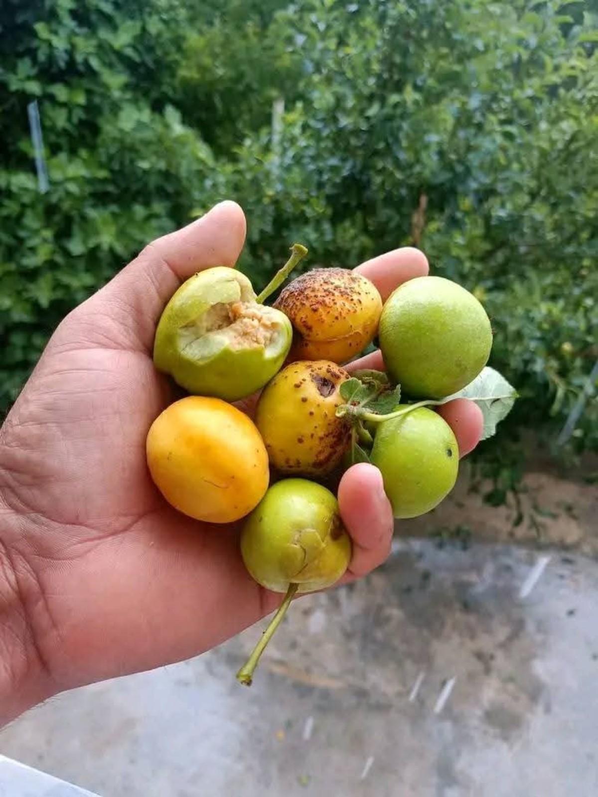 Frutta devastata dalla grandine in Algeria