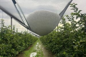 Grandine Polesine 2 giugno