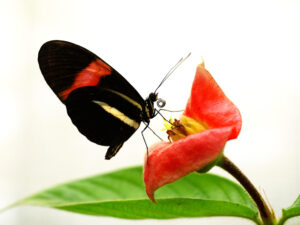 Heliconius farfalla