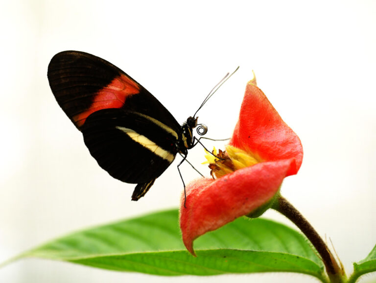 Heliconius farfalla