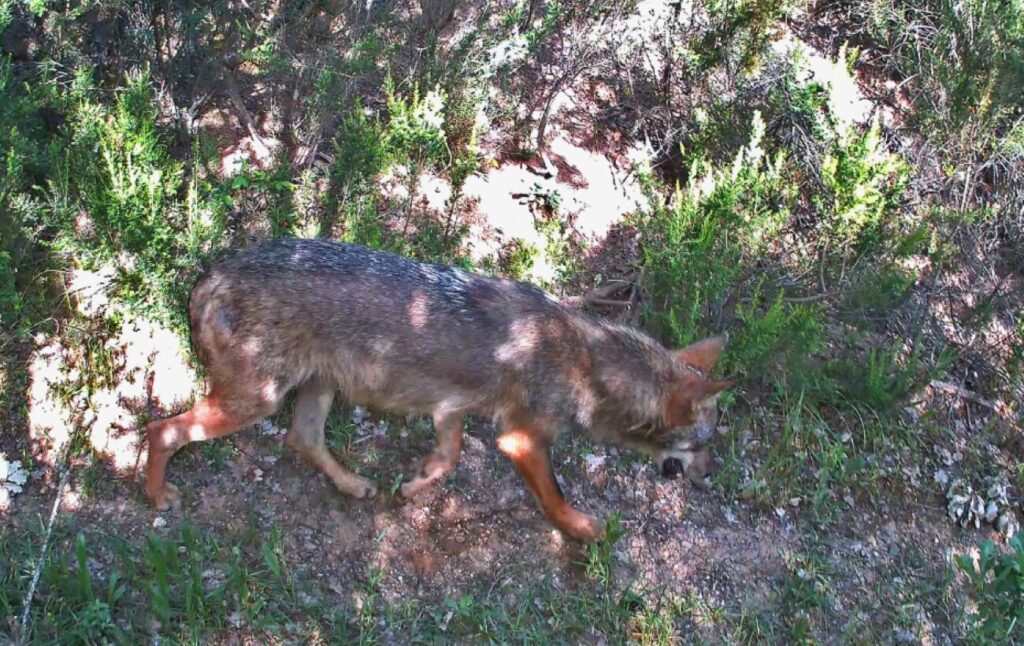 Lupo capriolo